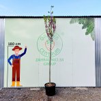 Judášovec strukový  (Cercis Siliquastrum), výška: 300-360 cm, obvod kmeňa 8/10cm, kont. C45L (-18°C) - NA KMIENKU